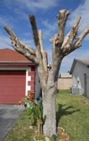 Hat racking kills trees