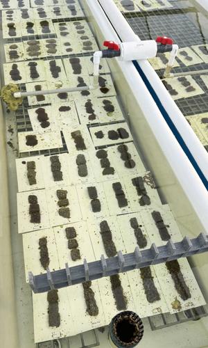 2024.10.26 coral quarantine tank.jpg