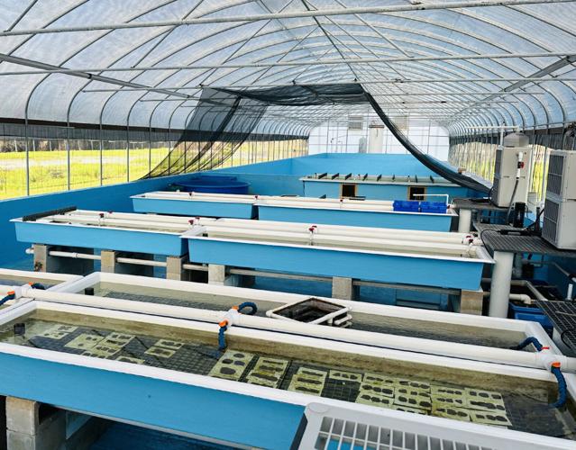 2024.10.26 coral blue tanks.jpg