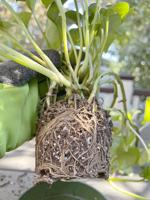 Time to repot houseplants
