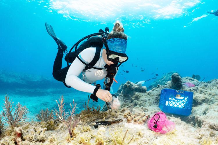 Coral outplanting