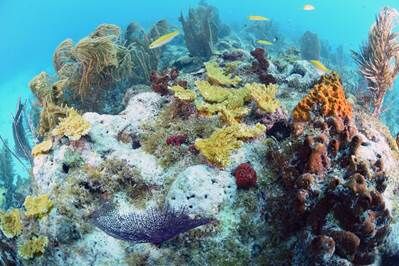 coral