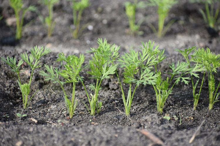 Carrots