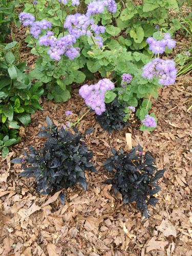 Mulch