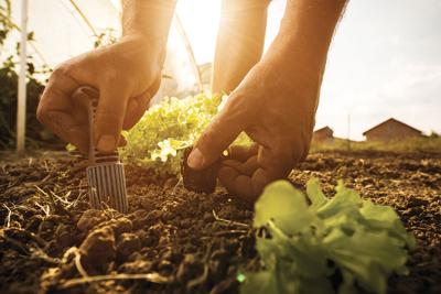 Gardening