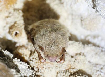 Bat