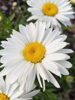Daisies and fire