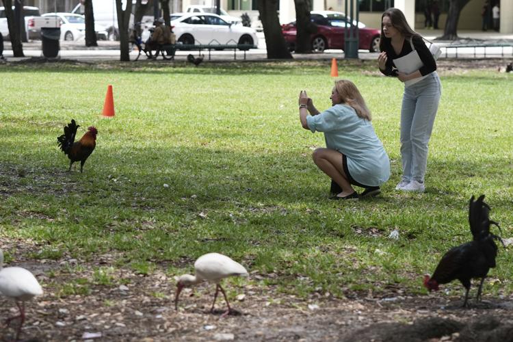 Miami Roosters