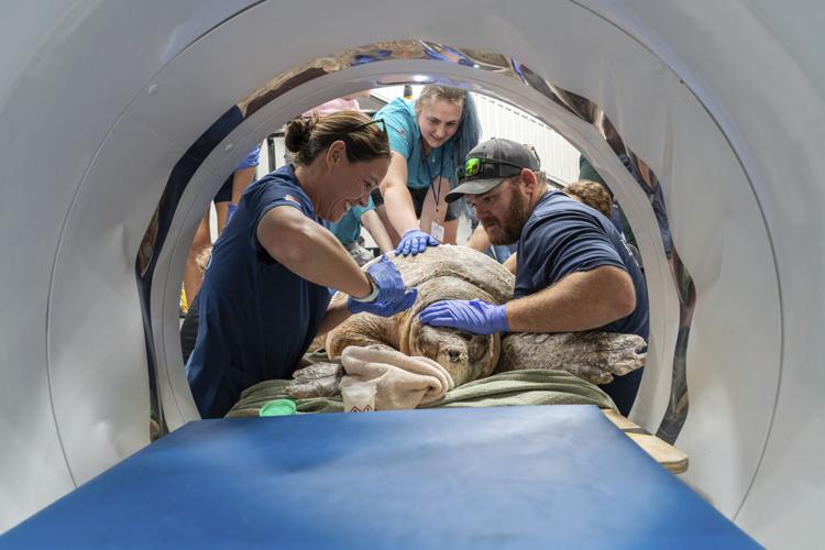 Turtle Rehab