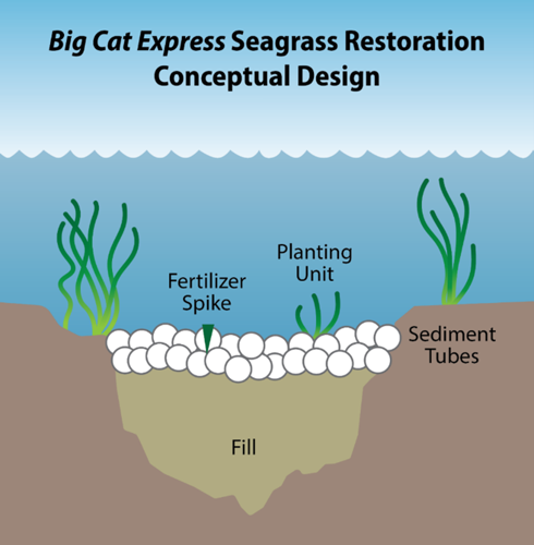 Seagrass restoration graphi_side view.png